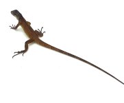 Rediguana (1).jpg