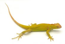 Albino_54298761-8eee-4a31-899d-2997fb9ce82e (2).jpg