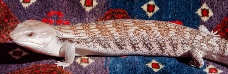 HETiO1_3-21-24_18w.jpg