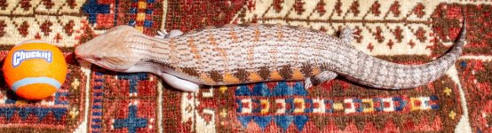 GAR1_4-27-24_03w.jpg
