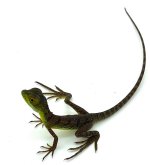 GreenBask (1).jpg