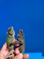 IMG_0187.jpg
