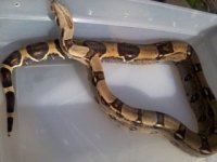 new female.JPG