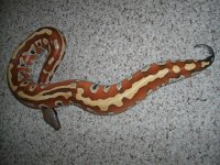 female 1.jpg