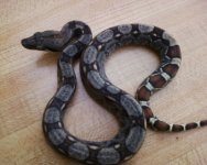 baby boa after 1st shed.JPG