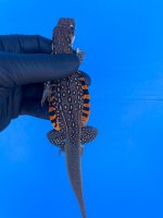 IMG_0139.jpeg