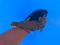 IMG_0154.jpeg