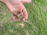 IMG_2773.jpeg