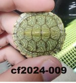 cf2024-009-1.jpg