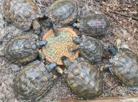 Older N A Woods Turtles.jpg