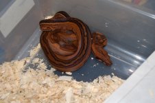DSC_0105.JPG