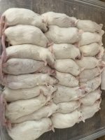 Adult Frozen Mices - Copy - Copy.jpg