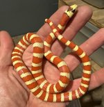1- male AMK AG SP  54g in hand.jpeg