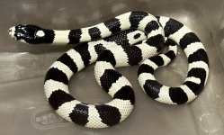 1-female Cal King 20g.jpeg