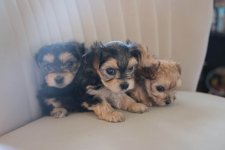 puppies.jpg