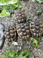 IMG_2670 Small.jpeg