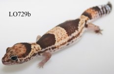LO729b fc.jpg