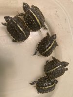 2024 Florida Box Turtles.jpg