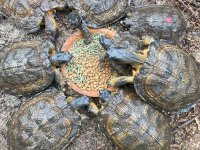 Older N A Wood Turtles 2.jpg