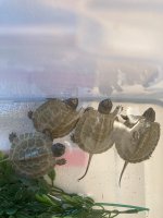 2024 C B N A Wood Turtles.jpg