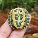 UG_Baby Red_Ear_Slider_Turtle_1.jpg
