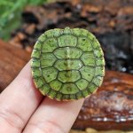 UG_Baby Red_Ear_Slider_Turtle_2.jpg