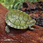 UG_Baby Red_Ear_Slider_Turtle_3.jpg