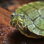 UG_Baby Red_Ear_Slider_Turtle_4.jpg