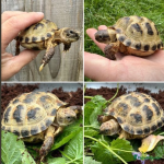 Screenshot 2024-08-08 at 16-49-03 Baby horsfields tortoises ready to go now for sale in South ...png