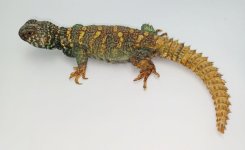 IMG_3976.jpeg