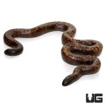 ug_calabar_python_4.jpg