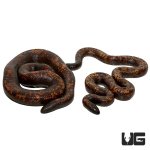ug_calabar_python_2.jpg