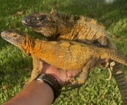 Florida orange pectianta adult.jpg