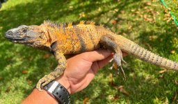 Florida orange adult male 2.jpg