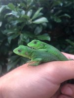 banana pectinata hatchlings.jpeg