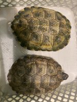 2 Male captive hatch and breed NA Wood Turtles.jpg