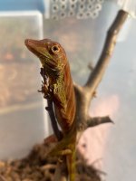 IMG_7085.jpeg