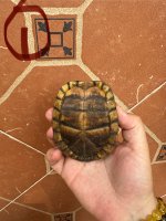 IMG_2365.jpeg