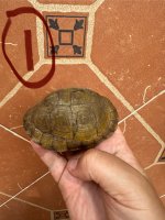 IMG_2362.jpeg
