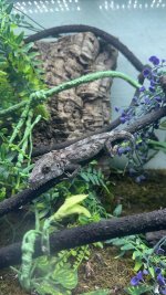 IMG_7733.jpeg