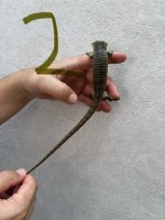 IMG_2977.jpeg
