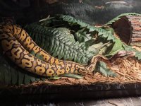 snake3.jpg