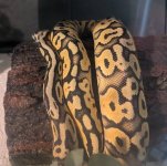 snake1.jpg