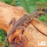 ug_Baby_Red_Headed_Agama_1.jpg
