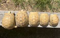 IMG_4580.jpeg