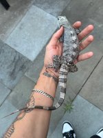 IMG_4719.jpeg