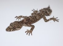 IMG_2832.JPG