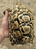 IMG_1737.jpeg
