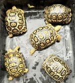 IMG_1742.jpeg