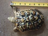 F1 Female 2018 bumpy yellow.jpg